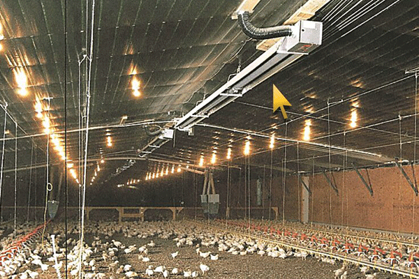 نصب سیستم گرمایش تابشی  لوله ای در مرغداری کدکن تربت حیدریه